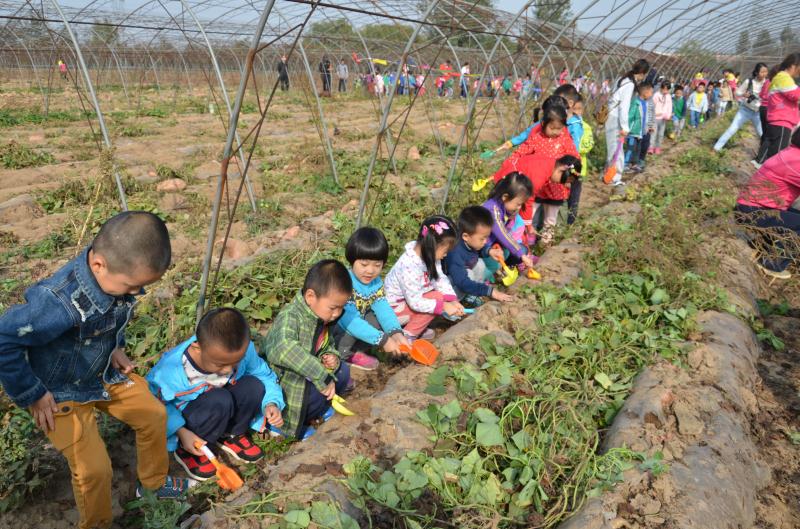 后勤集团幼儿教育中心组织全园幼儿进行秋收活动_看图王.jpg